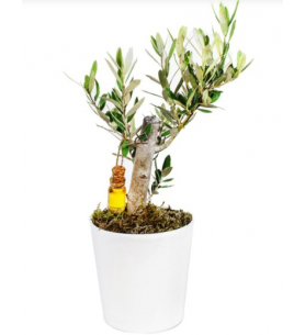 Seramik vazo zeytin bonsai